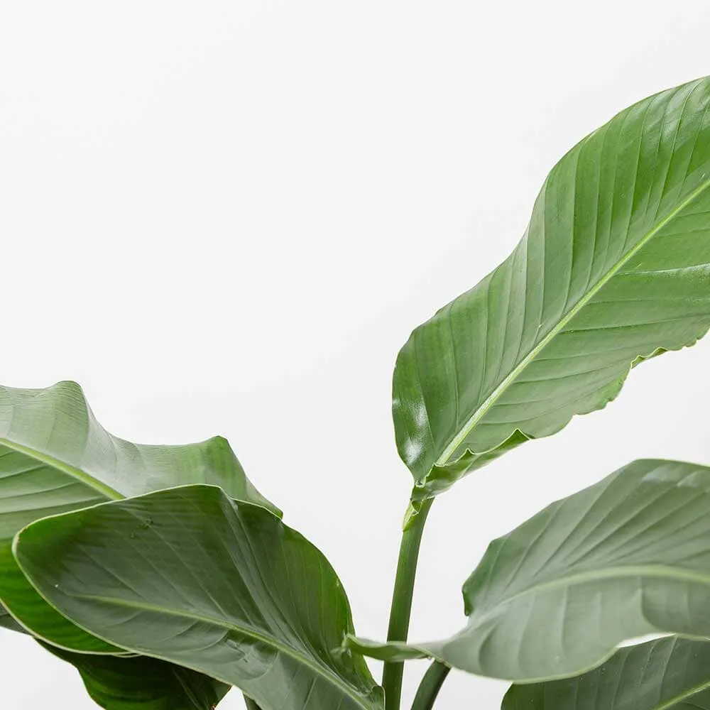 120 x 130cm Strelitzia Nicolai Bird of Paradise 21cm Pot House Plant