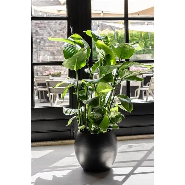 120 x 130cm Strelitzia Nicolai Bird of Paradise 21cm Pot House Plant