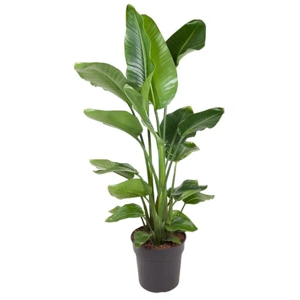 120 x 130cm Strelitzia Nicolai Bird of Paradise 21cm Pot House Plant