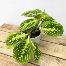 20 - 25cm Maranta Lemon Lime Prayer Plant 12cm Pot House Plant