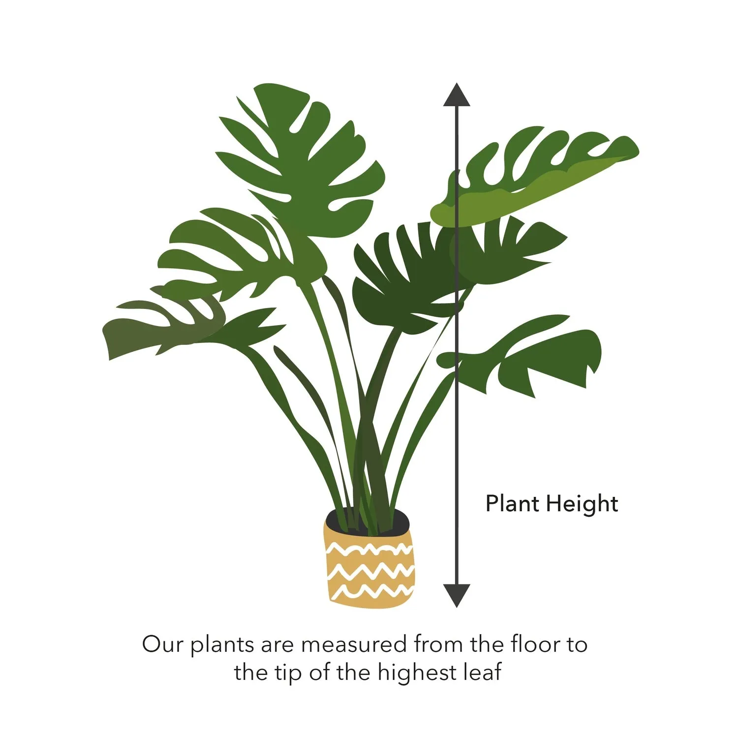 25  - 35cm Calathea Orbifolia Prayer Plant 12cm Pot House Plant