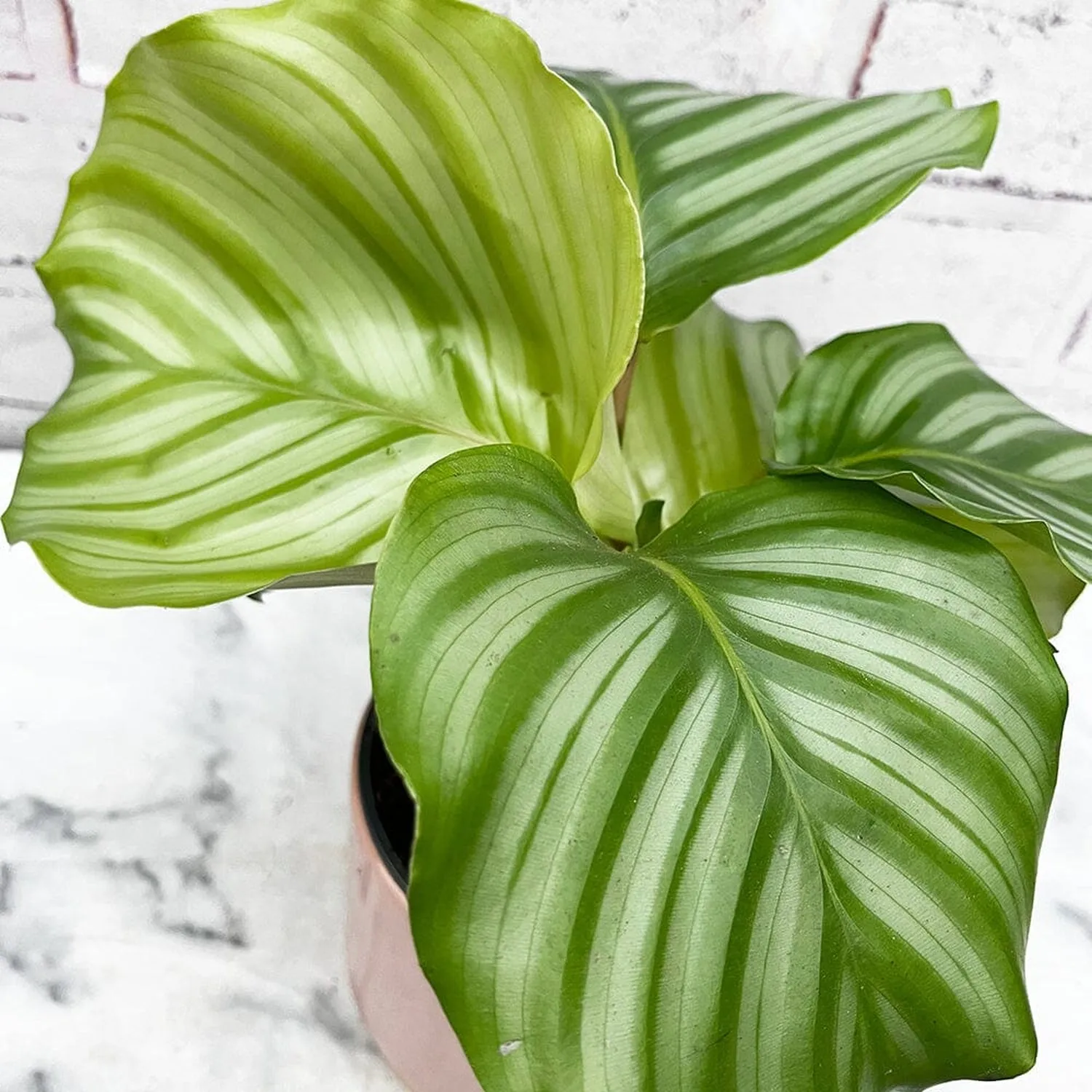 25  - 35cm Calathea Orbifolia Prayer Plant 12cm Pot House Plant