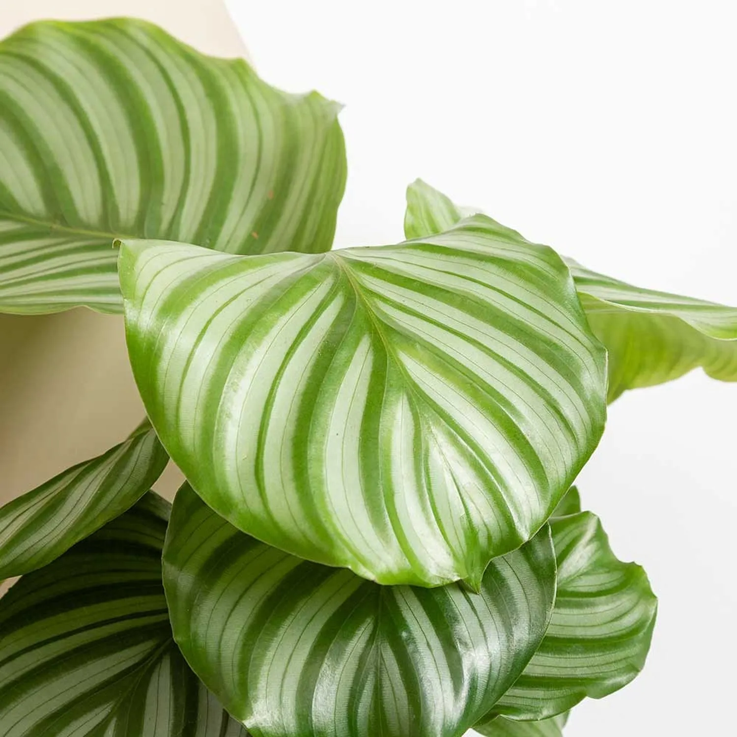 25  - 35cm Calathea Orbifolia Prayer Plant 12cm Pot House Plant