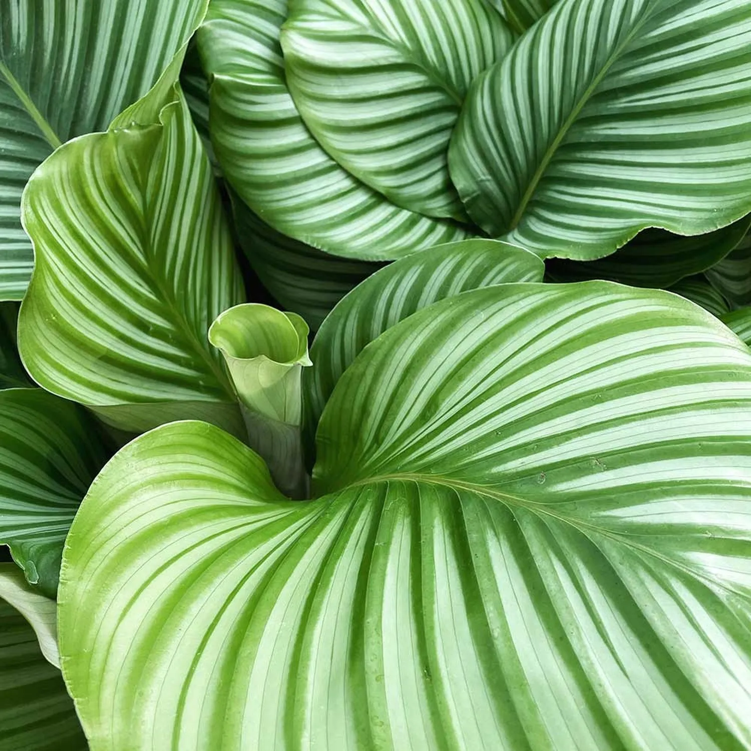 25  - 35cm Calathea Orbifolia Prayer Plant 12cm Pot House Plant