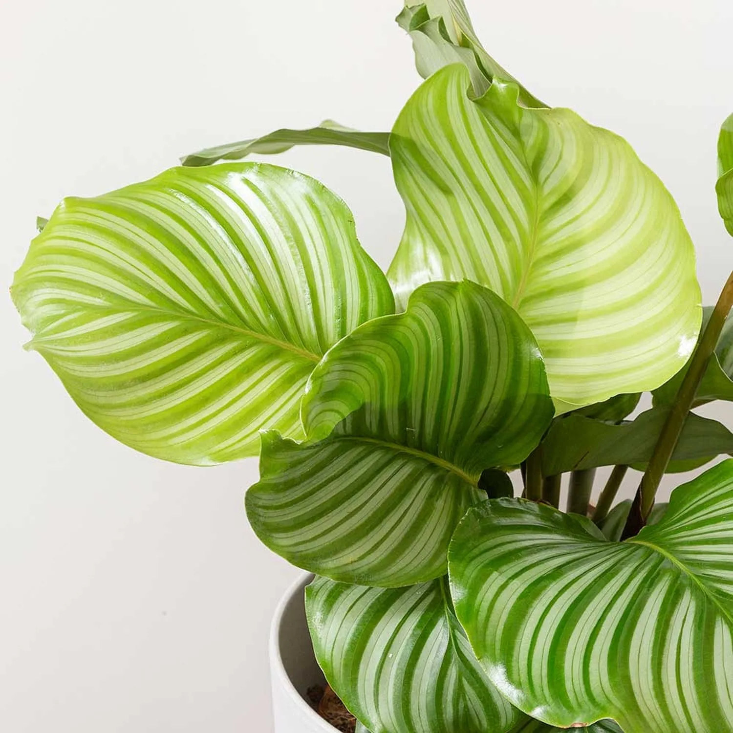 25  - 35cm Calathea Orbifolia Prayer Plant 12cm Pot House Plant