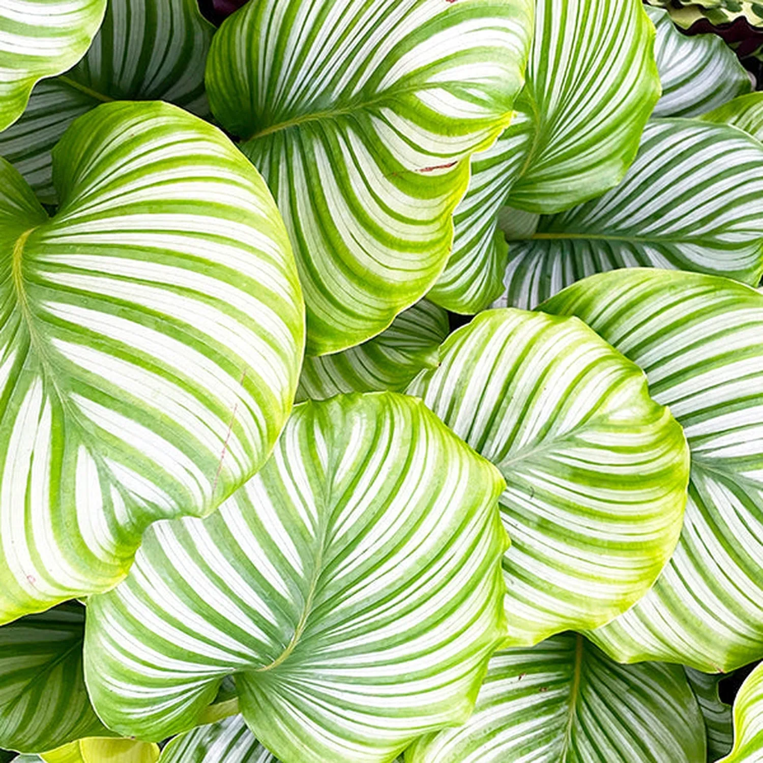 25  - 35cm Calathea Orbifolia Prayer Plant 12cm Pot House Plant