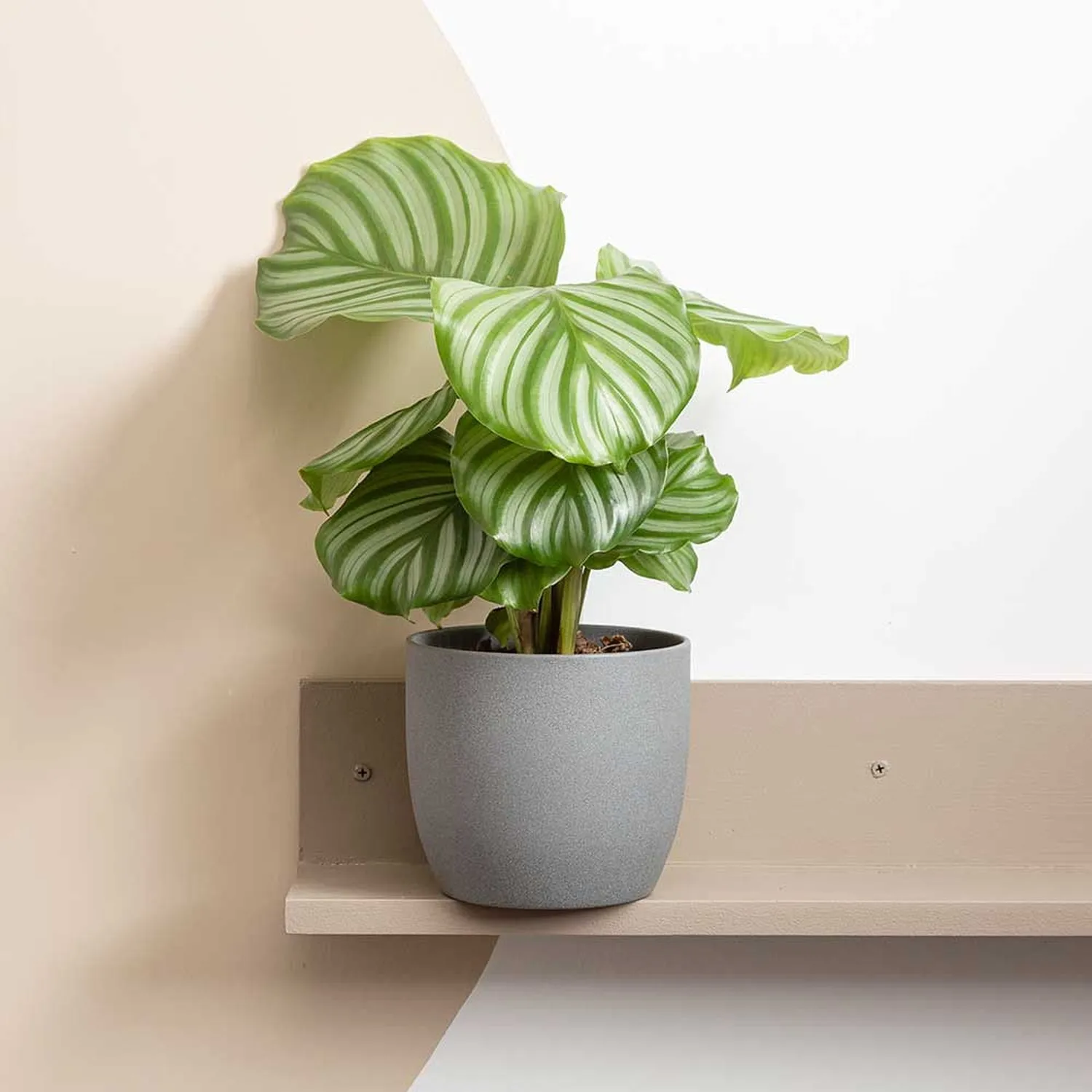25  - 35cm Calathea Orbifolia Prayer Plant 12cm Pot House Plant