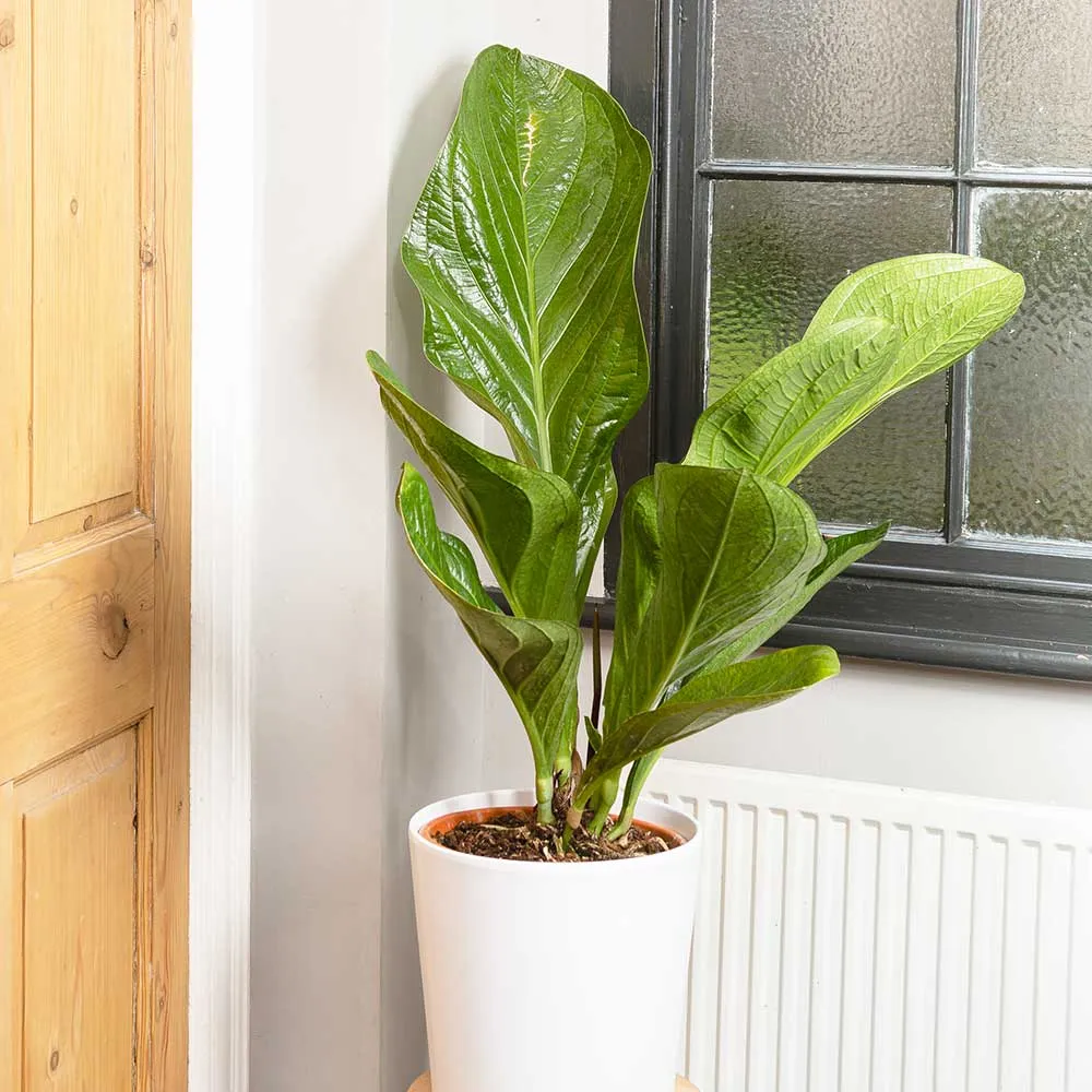 35 - 45cm Anthurium Botanical King 19cm Pot House Plant