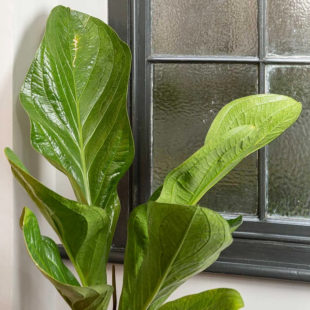35 - 45cm Anthurium Botanical King 19cm Pot House Plant