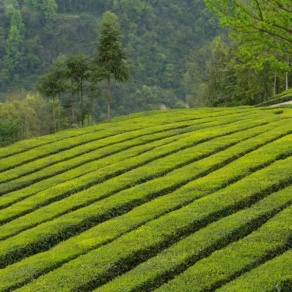 Classic Earl Grey